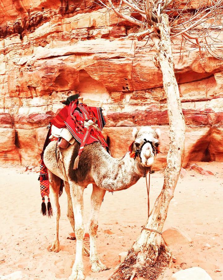 Wadi Rum Light Camp Exterior foto